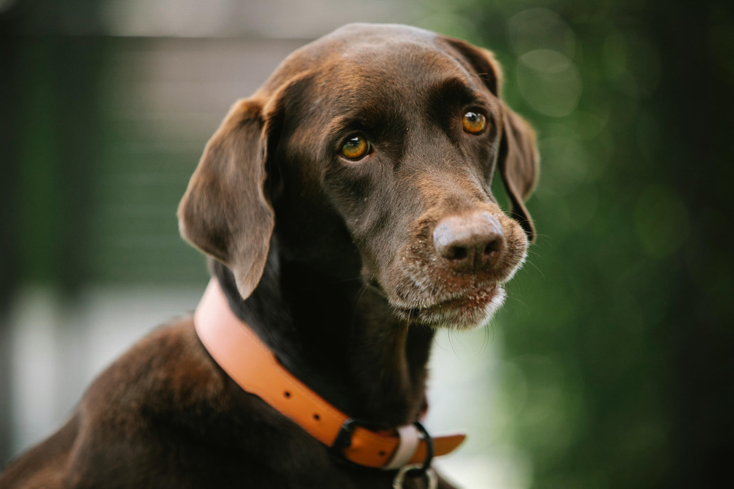 Collars, Harnesses & Leashes