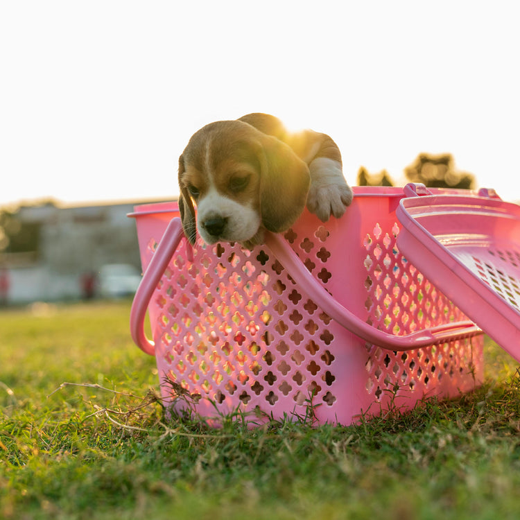 Carriers & Strollers