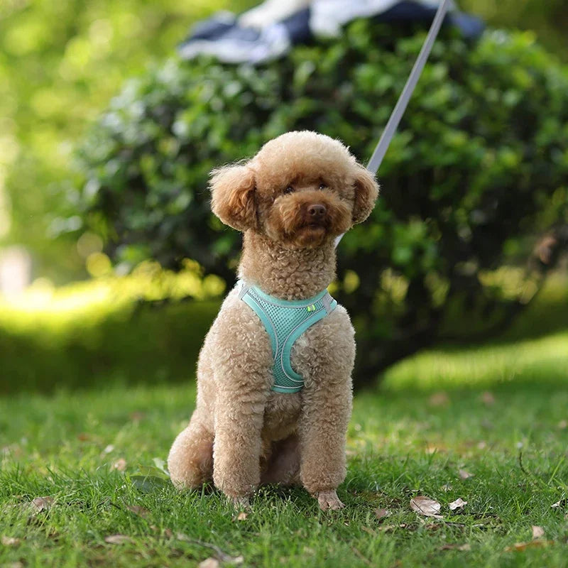 Adjustable Puppy & Cat Harness Set with Leash – Small Dog Vest for Chihuahua, French Bulldog, and Small Breeds