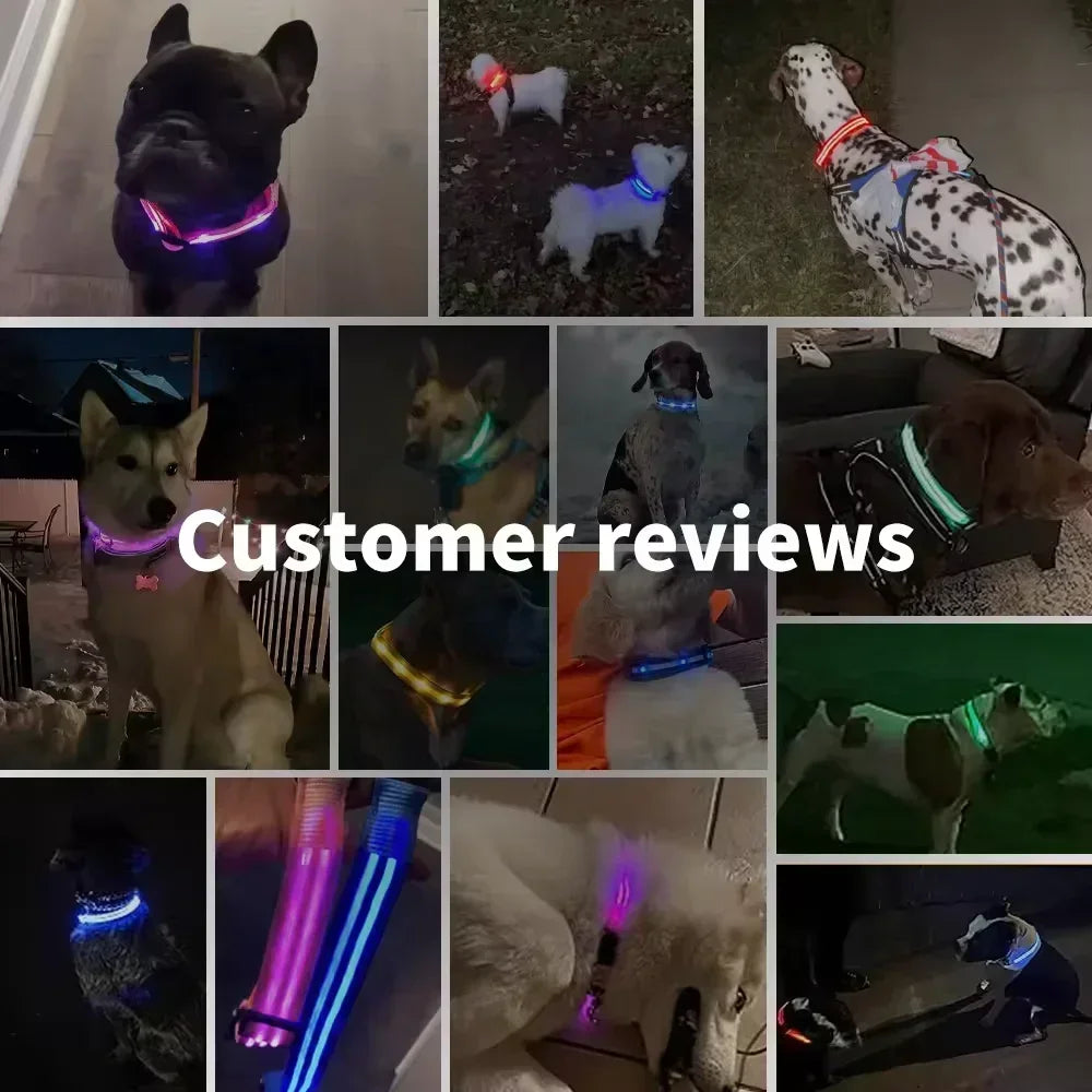 LED Glowing Dog Collar – Rechargeable Adjustable Luminous Night Safety Collar for Small Dogs